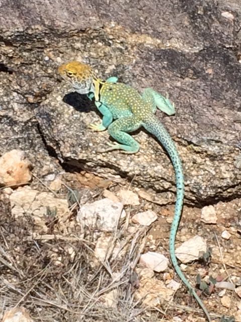 Lizard